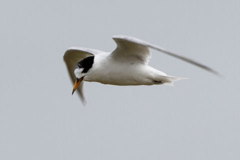 Fairy Tern (Sternula nereis)
